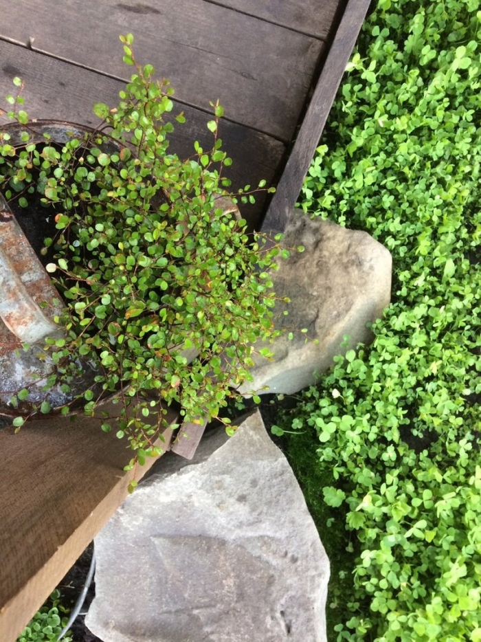 Мята корсиканская мини минт