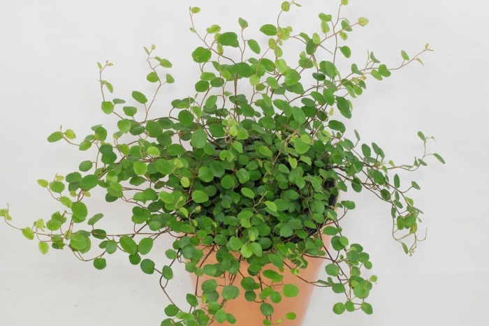 Мюленбекия ампельная