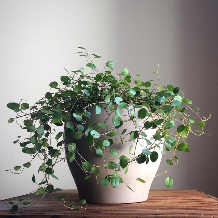 Мюленбекия ампельная