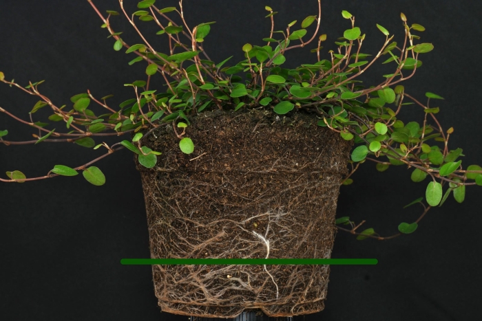 Мюленбекия ампельная размножение