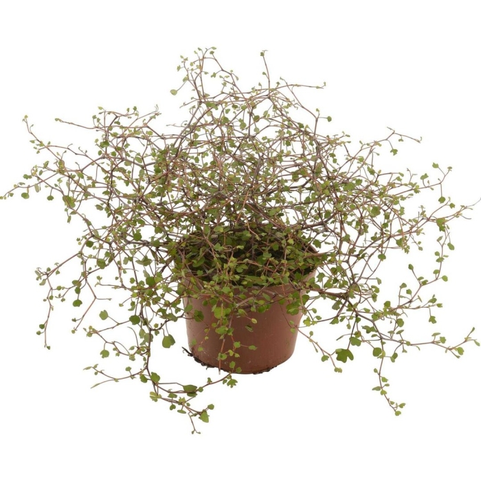 Мюленбекия спутанная