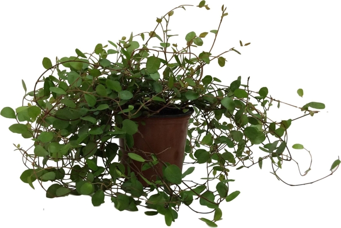 Мюленбекия цветок комнатный