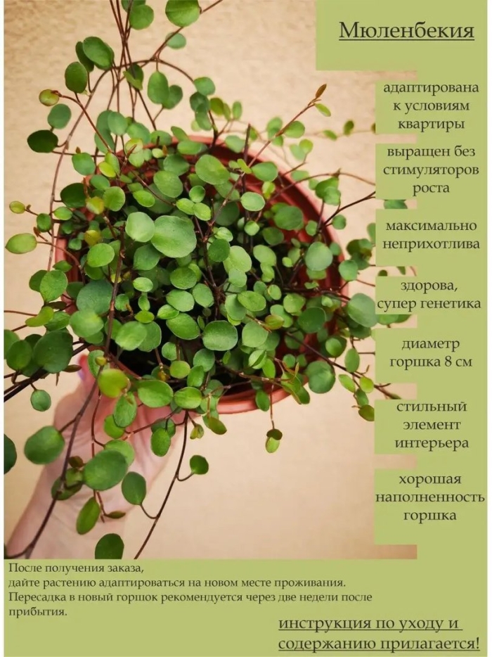 Пеперомия монетолистная ампельная