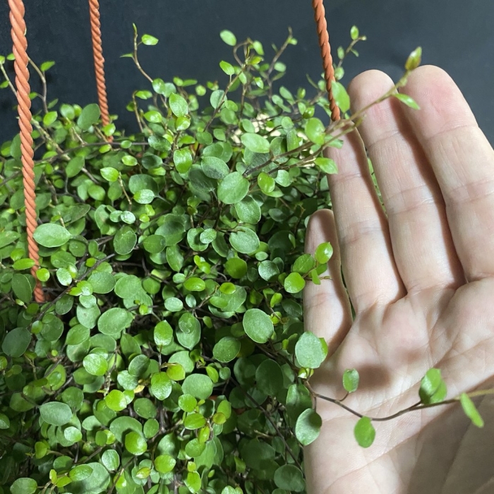 Мюленбекия d7