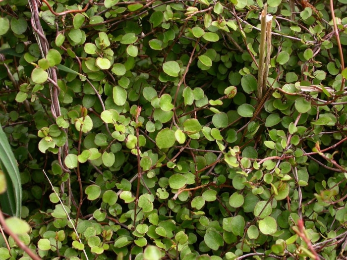 Muehlenbeckia complexa