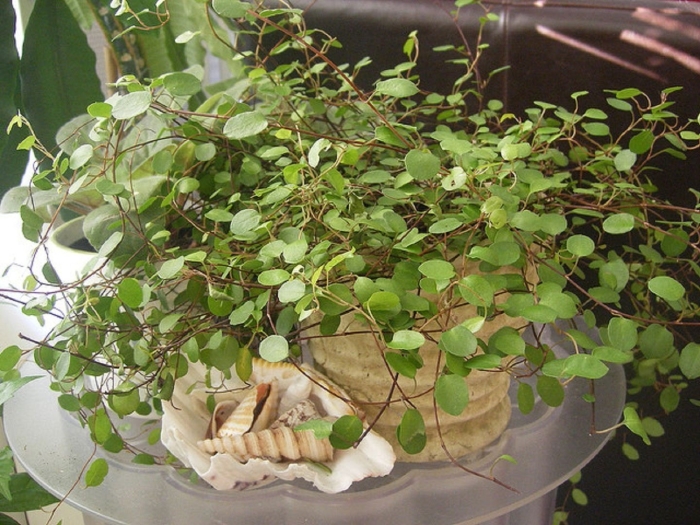 Мюленбекия ампельная