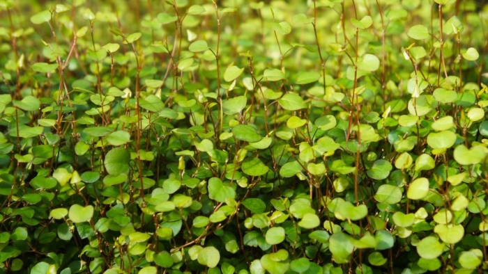 Muehlenbeckia complexa