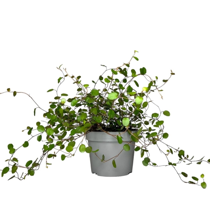 Мюленбекия ампельная