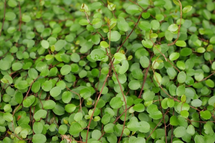 Мюленбекия охватывающая