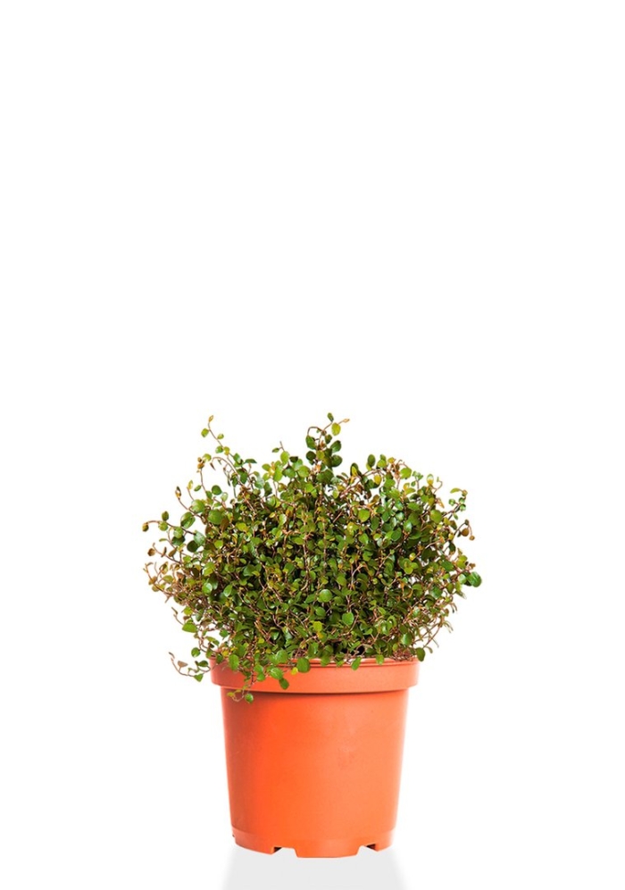 Растение мюленбекия ампельная