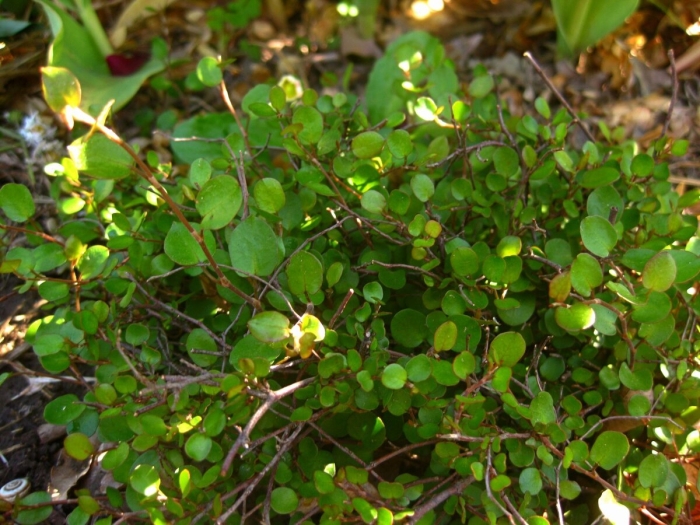 Мюленбекия плосковеточная