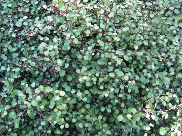 Muehlenbeckia complexa