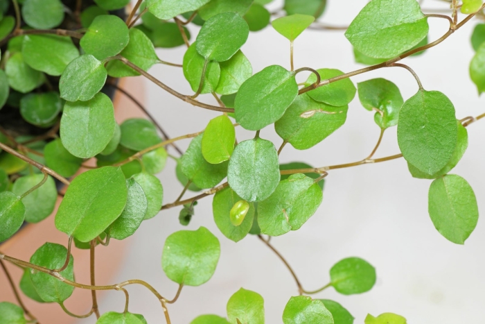 Мюленбекия спутанная