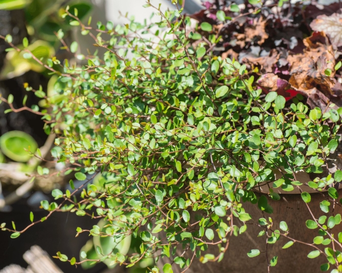 Мюленбекия спутанная