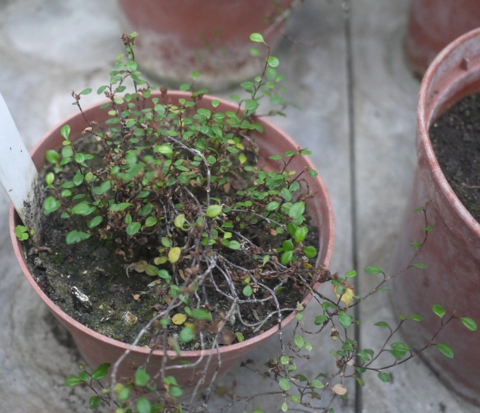 Мюленбекия пазушная