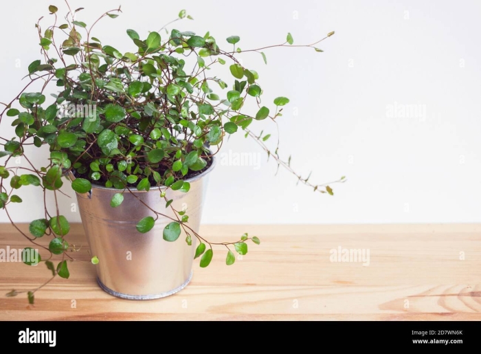 Мюленбекия спутанная