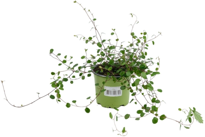 Мюленбекия спутанная