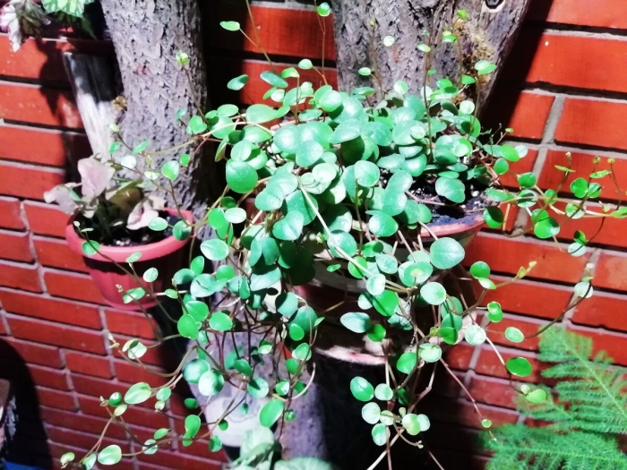 Мюленбекия спутанная