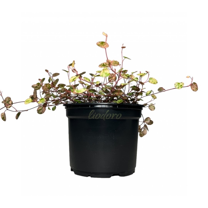 Каллизия ползучая репенс