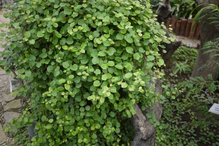 Мюленбекия спутанная