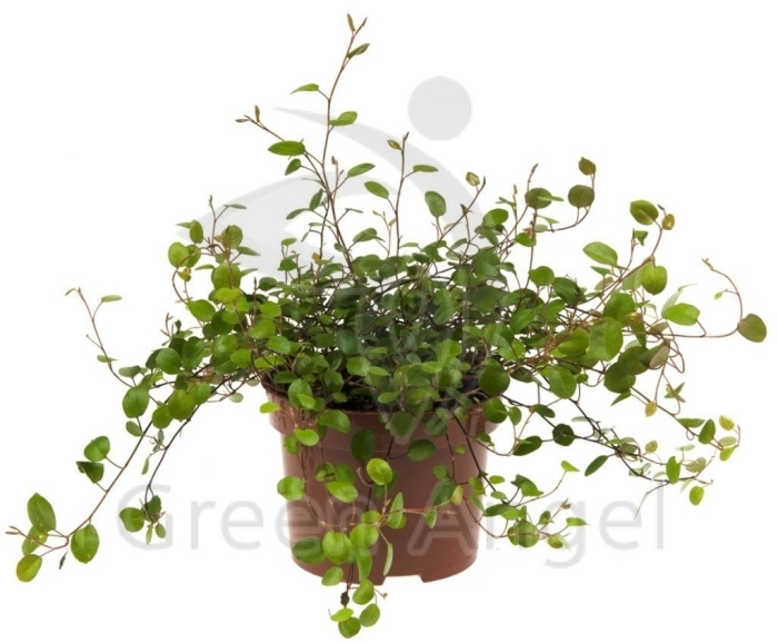 Растение мюленбекия ампельная