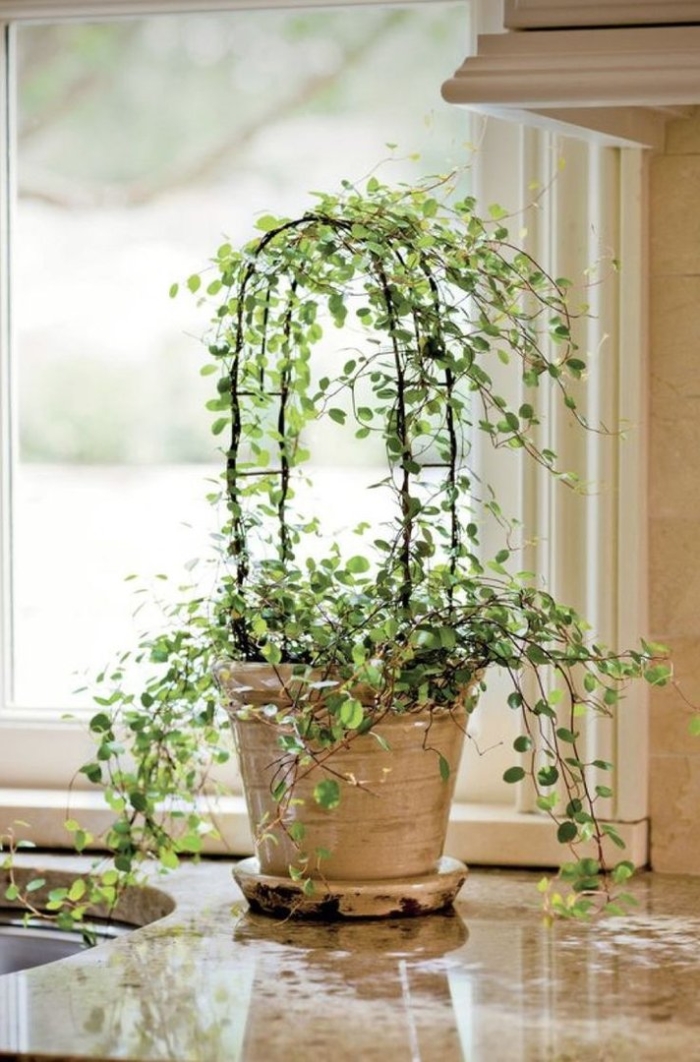 Мюленбекия спутанная