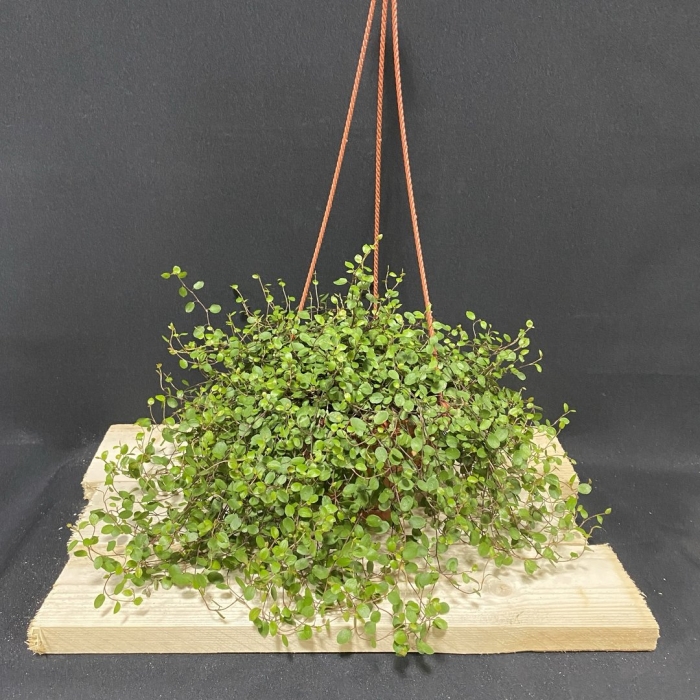 Мюленбекия плосковеточная