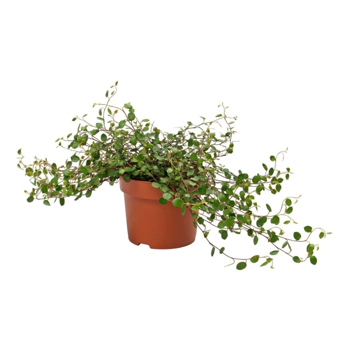 Мюленбекия ампельная