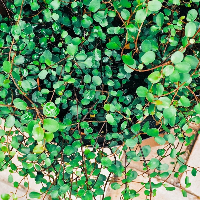 Muehlenbeckia complexa