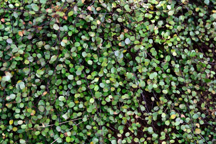 Muehlenbeckia complexa