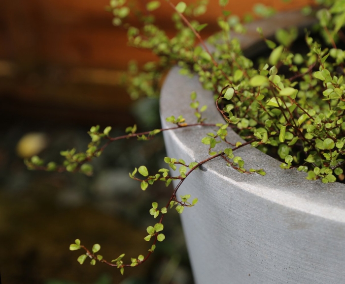 Мюленбекия спутанная