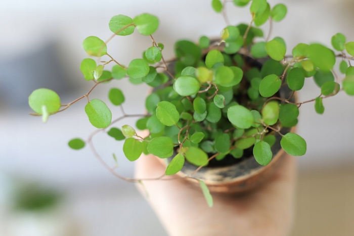 Muehlenbeckia complexa