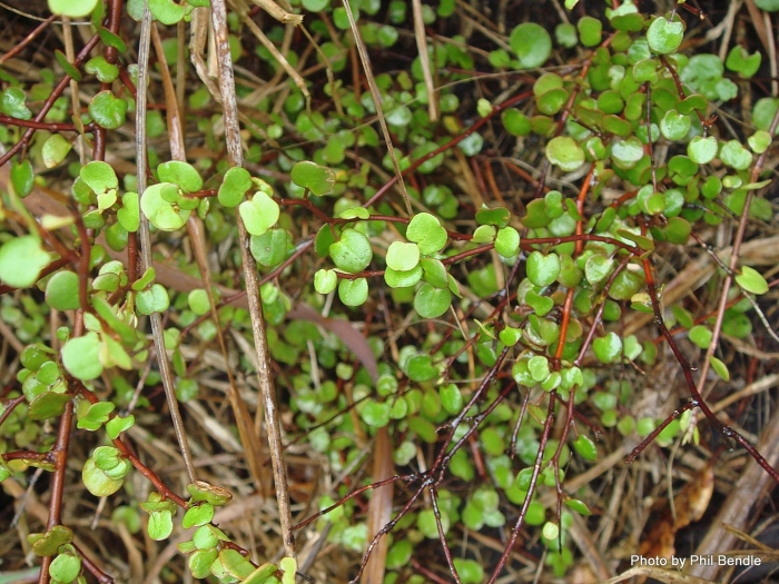Лиана мюленбекия