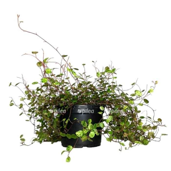 Мюленбекия ампельная