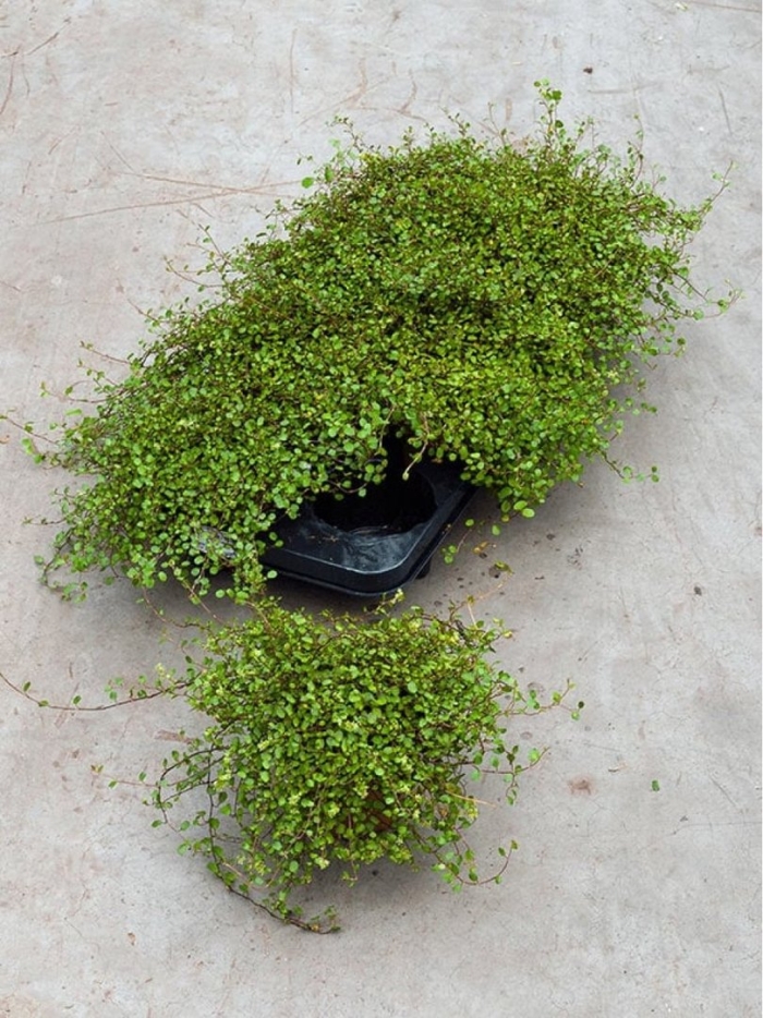 Мюленбекия растение