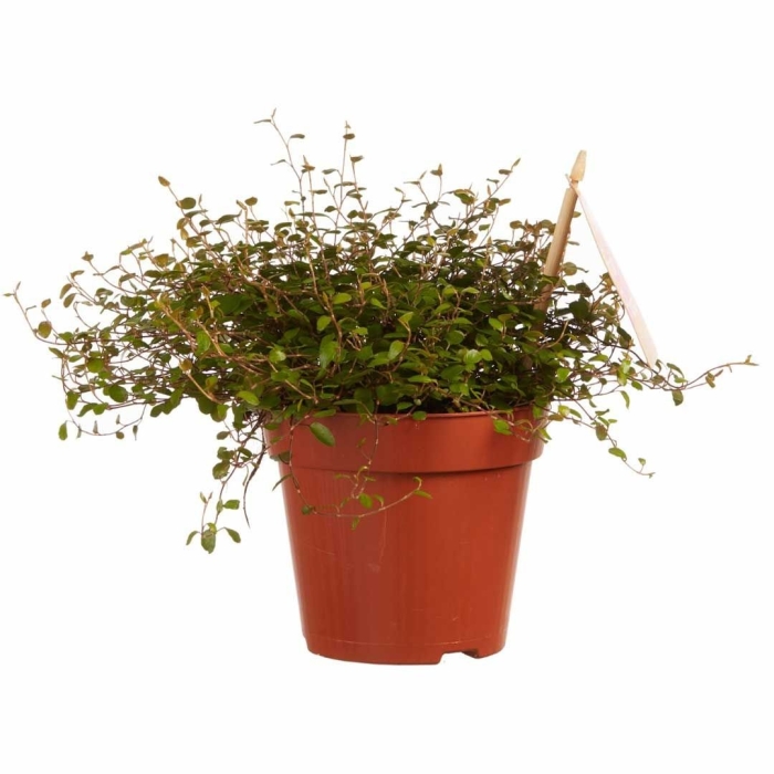 Мюленбекия ампельная