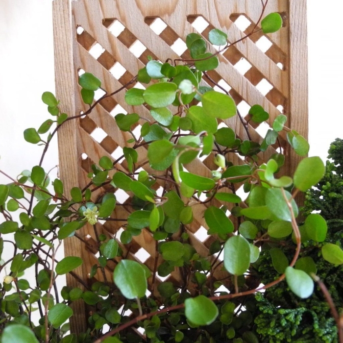 Мюленбекия ампельная