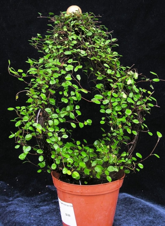 Мюленбекия ампельная