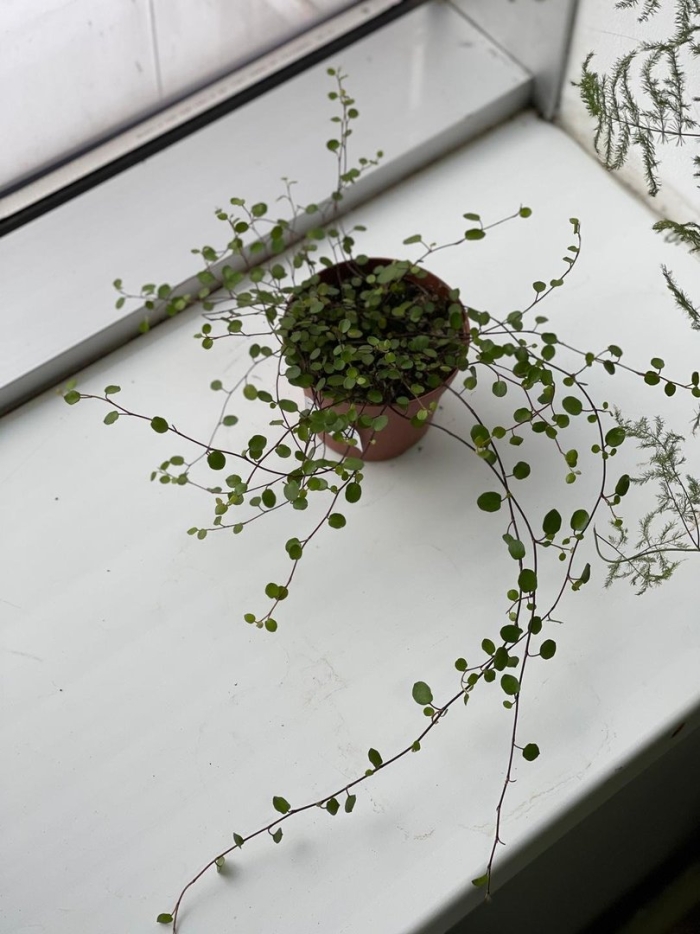 Мюленбекия ампельная