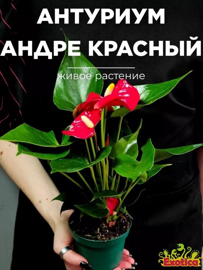Антуриум красный