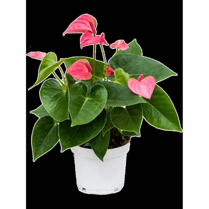 Антуриум андрианум колорадо