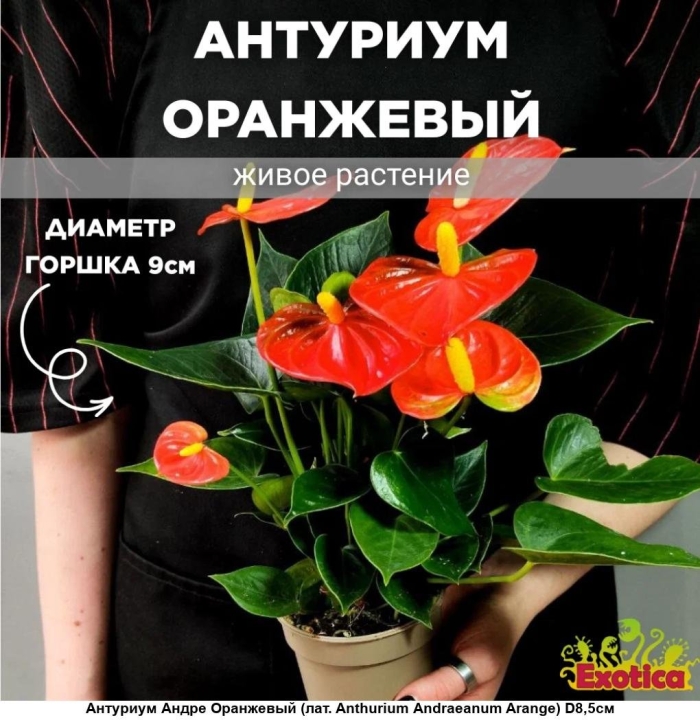 Антуриум андре оранжевый