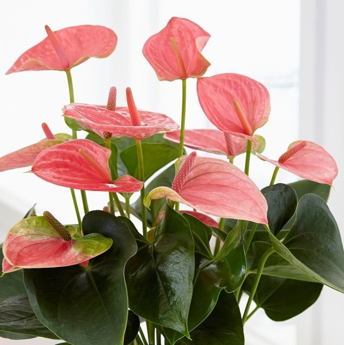 Антуриум arisa pink