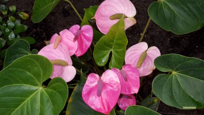 Антуриум фламинго оранж