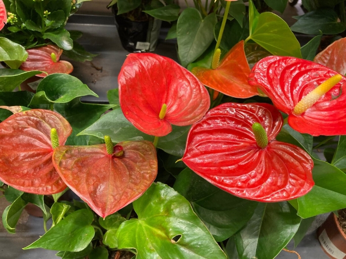 Антуриум уход в домашних условиях