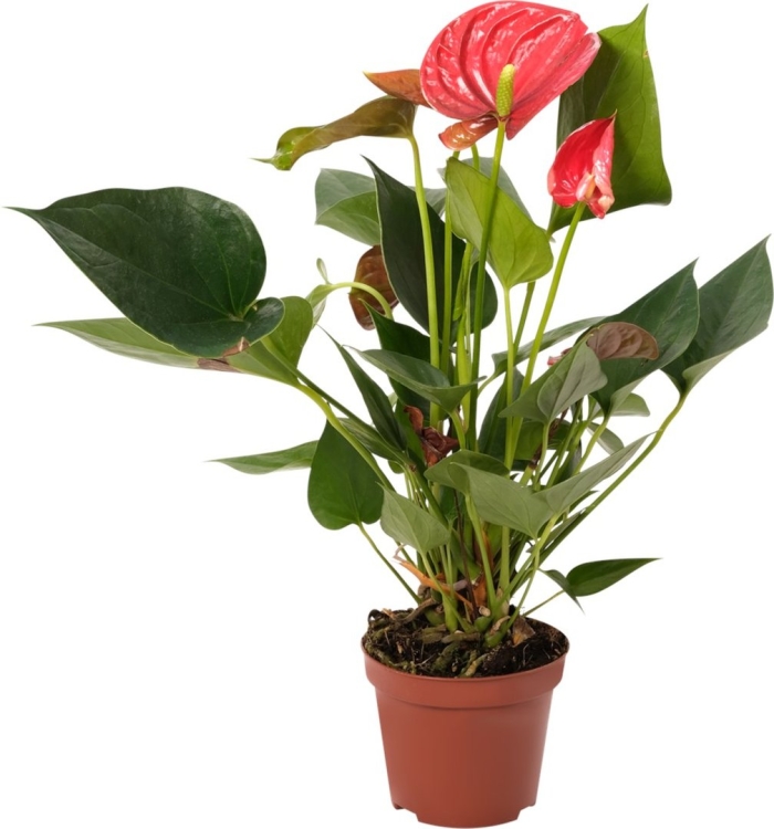 Антуриум микс