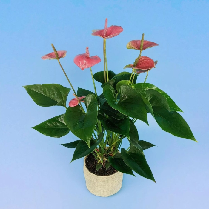 Антуриум андрианум чемпион