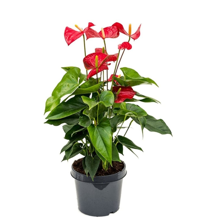 Антуриум андрианум микс