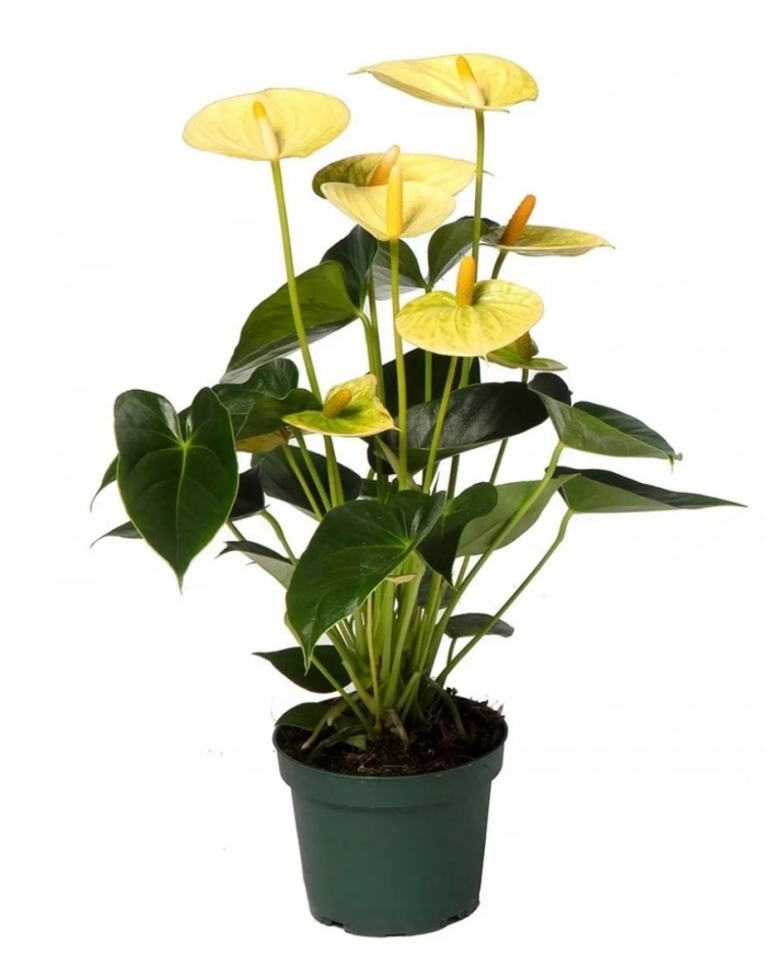 Антуриум ванилла еллоу