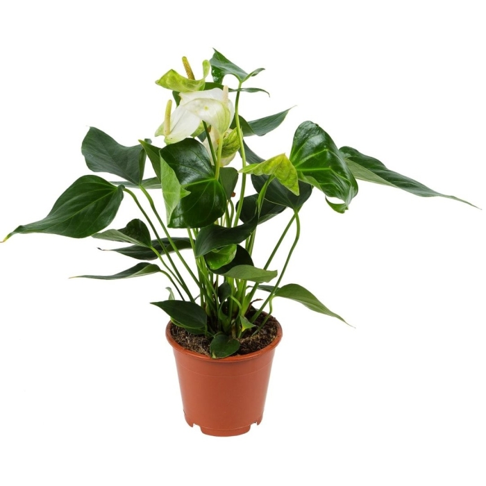 Антуриум андре микс